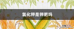 氯化钾是钾肥吗 氯化钾是钾肥吗吗