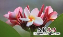 鸡蛋花有营养 鸡蛋花的营养价值
