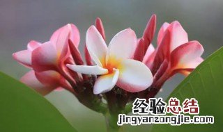 鸡蛋花有营养 鸡蛋花的营养价值