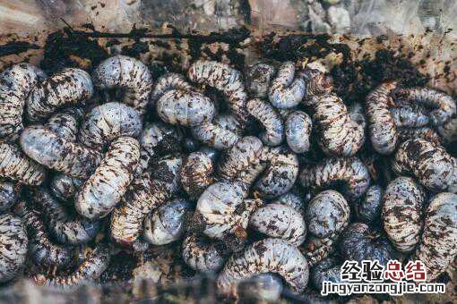 黄粉虫养殖技术及黄粉虫常见疾病防治技术