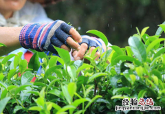 茶叶采摘技术要点 茶叶采摘技术