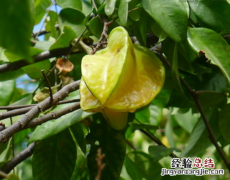 杨桃修剪技术 杨桃修剪技术要点