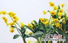 鼓槌石斛怎么养才开花 鼓槌石斛怎样才能开花