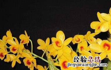 鼓槌石斛怎么养才开花 鼓槌石斛怎样才能开花