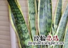 虎皮兰开花好不好 虎皮兰开花好不好?