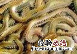 沙蚕的作用 沙蚕的药用价值
