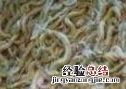 沙蚕的作用 沙蚕的药用价值
