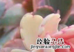 玉吊钟怎么养才漂亮 玉吊钟怎么养