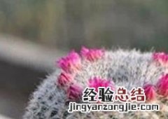 多肉玉翁怎么养才能开花 多肉玉翁怎么养