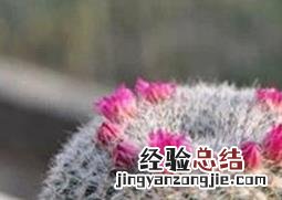 多肉玉翁怎么养才能开花 多肉玉翁怎么养