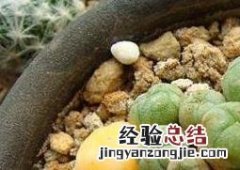 乌羽玉图片 大型乌羽玉