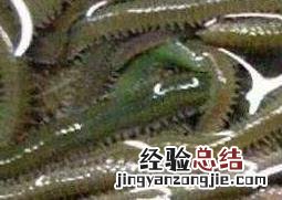 沙蚕的功效与作用 蚕沙的功效与作用点用
