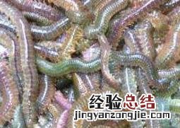 沙蚕的功效与作用 蚕沙的功效与作用点用