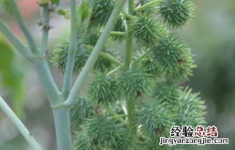 蓖麻子的功效与作用及禁忌 蓖麻子的功效与作用