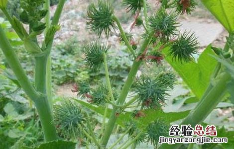 蓖麻子的功效与作用及禁忌 蓖麻子的功效与作用