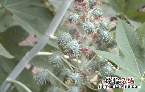 蓖麻子的功效与作用及禁忌 蓖麻子的功效与作用
