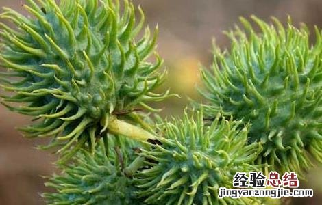 蓖麻子的功效与作用及禁忌 蓖麻子的功效与作用