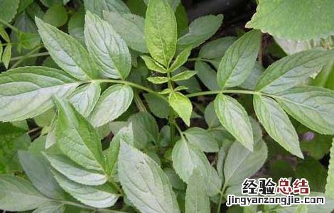 接骨草的功效与作用图片 接骨草的功效与作用