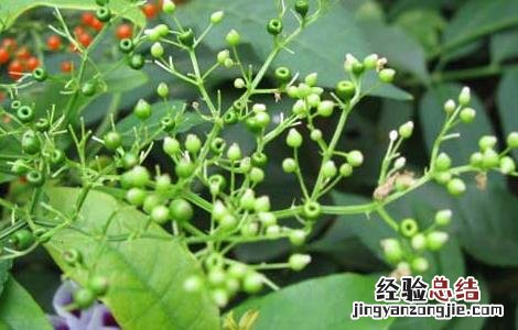 接骨草的功效与作用图片 接骨草的功效与作用