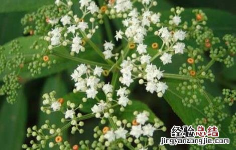 接骨草的功效与作用图片 接骨草的功效与作用