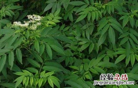 接骨草的功效与作用图片 接骨草的功效与作用