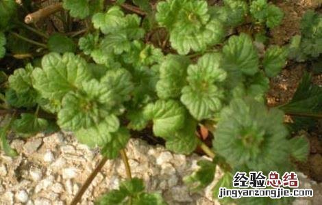宝盖草的功效与作用及禁忌 宝盖草的功效与作用