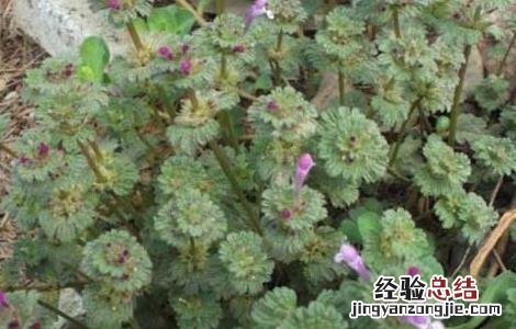 宝盖草的功效与作用及禁忌 宝盖草的功效与作用