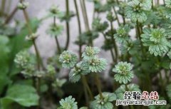 宝盖草的功效与作用及禁忌 宝盖草的功效与作用