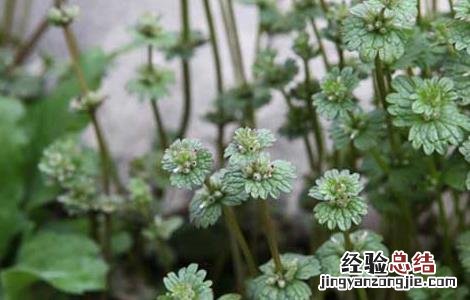 宝盖草的功效与作用及禁忌 宝盖草的功效与作用
