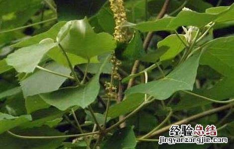 白背叶根的功效与作用 白背叶根的功效与作用,白背叶根的副作用