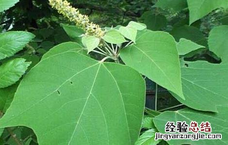 白背叶根的功效与作用 白背叶根的功效与作用,白背叶根的副作用