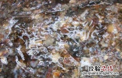安息香的功效与作用 苏合香的功效与作用