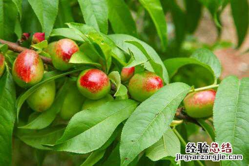 各地油桃几月份成熟上市 油桃上市季节