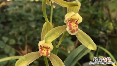 如何用松树皮培植兰花土 松树皮种兰花需加土吗