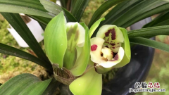 兰花移栽注意事项和细节 兰花移栽注意事项