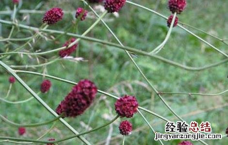地榆的功效与作用 地榆的功效与作用的功能与主治