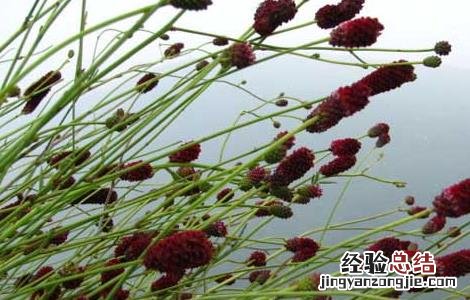 地榆的功效与作用 地榆的功效与作用的功能与主治