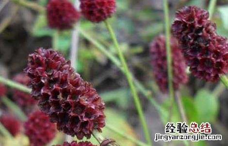 地榆的功效与作用 地榆的功效与作用的功能与主治