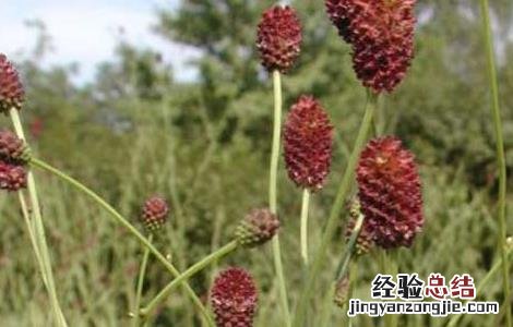 地榆的功效与作用 地榆的功效与作用的功能与主治