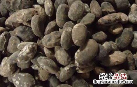 淡豆豉的功效与作用点用方法 淡豆豉的功效与作用