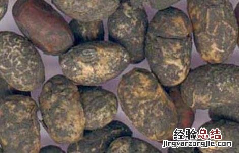 淡豆豉的功效与作用点用方法 淡豆豉的功效与作用