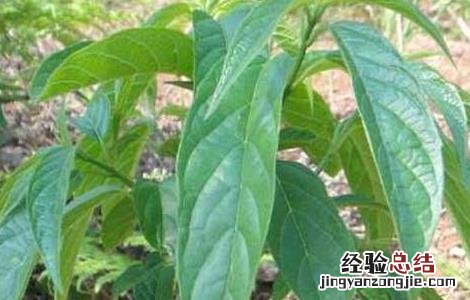 大青叶的功效与作用与主治 大青叶的功效与作用