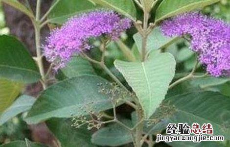 大青叶的功效与作用与主治 大青叶的功效与作用