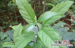大青叶的功效与作用与主治 大青叶的功效与作用