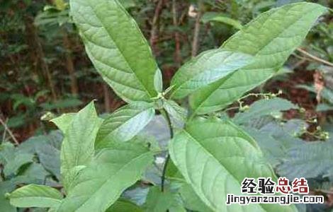 大青叶的功效与作用与主治 大青叶的功效与作用