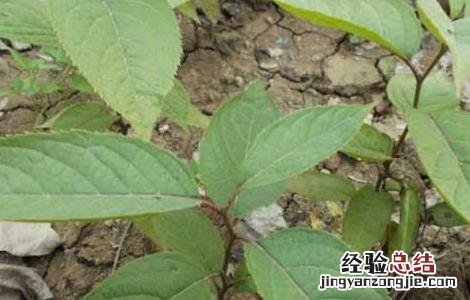 大青叶的功效与作用与主治 大青叶的功效与作用