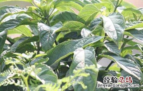 大青叶的功效与作用与主治 大青叶的功效与作用