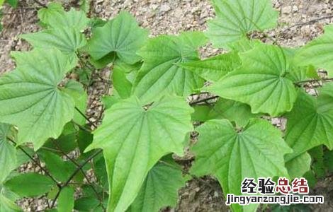 穿山龙的功效与作用 穿山龙的功效与作用,穿山龙的副作用