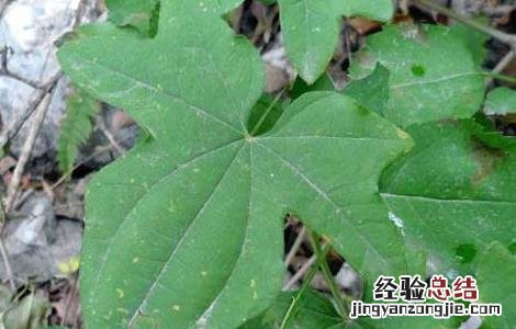 穿山龙的功效与作用 穿山龙的功效与作用,穿山龙的副作用