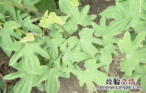 穿山龙的功效与作用 穿山龙的功效与作用,穿山龙的副作用